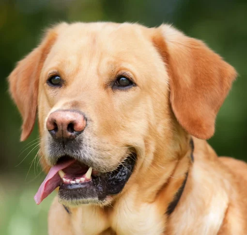 Photo Hund