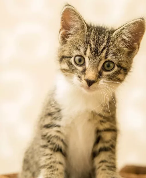 Photo Katze